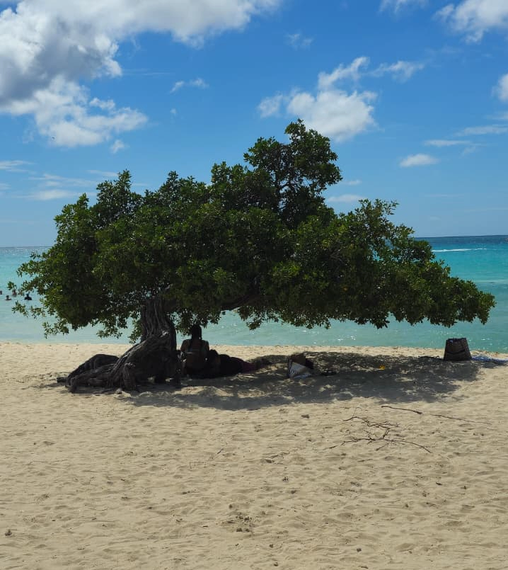 Eagle Beach com areia branca e árvores fofoti em Aruba