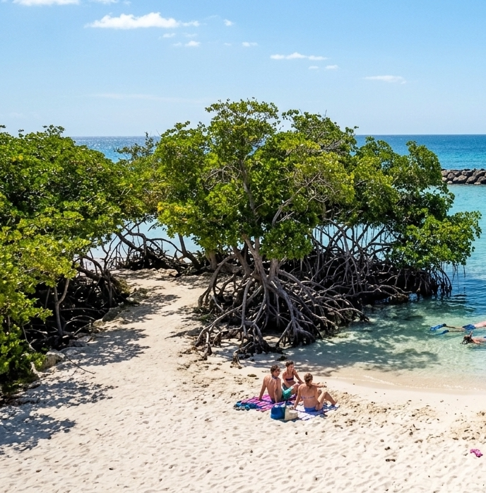 Manguezais e águas claras de Mangel Halto para snorkeling em Aruba